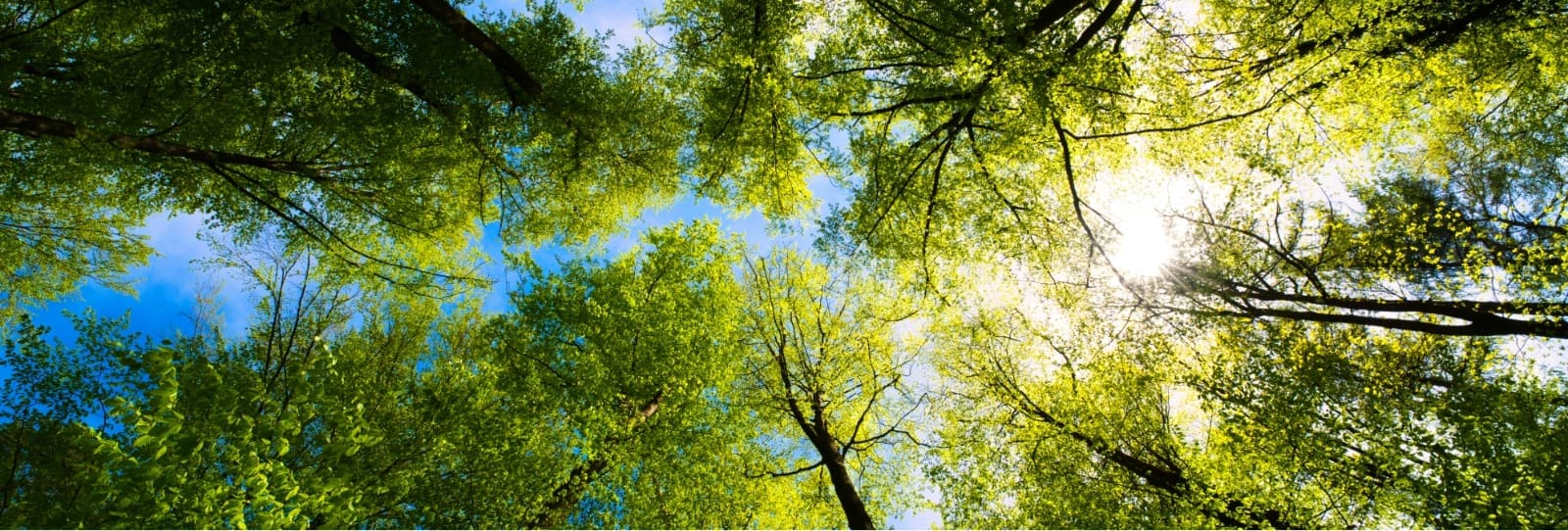 ESG & Structured Finance Task Force Hero Image SAME FOR ALL ESG GROUPS